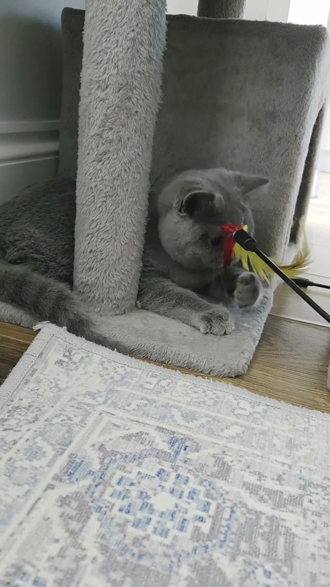 British Shorthair cats for sale: Blue British Shorthair ✨ chunky teddy bear kittens - Video 1