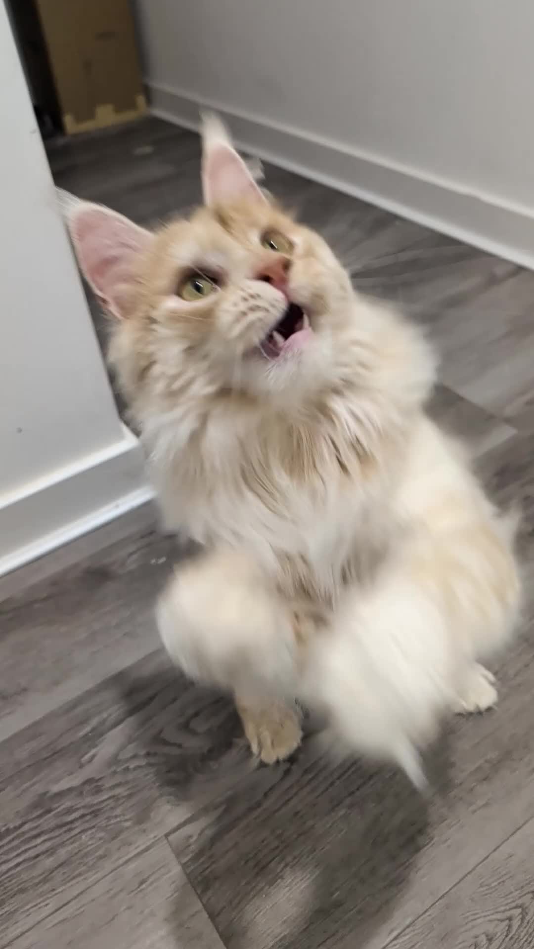 Maine Coon cats for stud: High Red Smoke 66/66 Polydactyl European line - Video 1