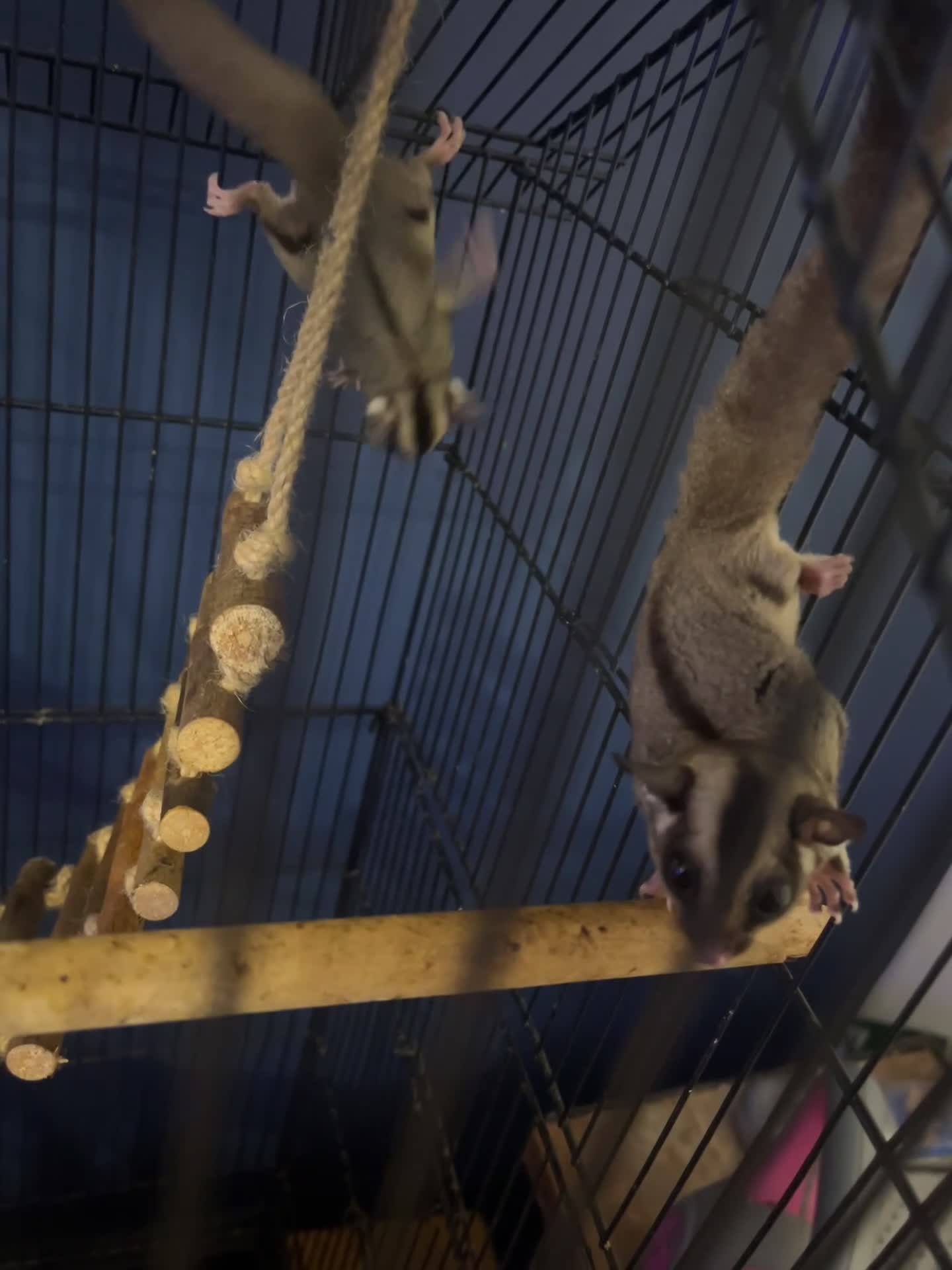 Sugar Glider rodents for sale: Young sugar glider pair  - Video 1