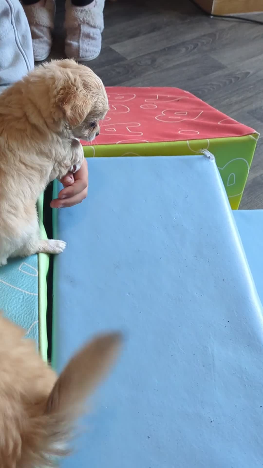 Chihuahua dogs for sale: Superb Longhaired pedigree toy chihuahuas - Video 1