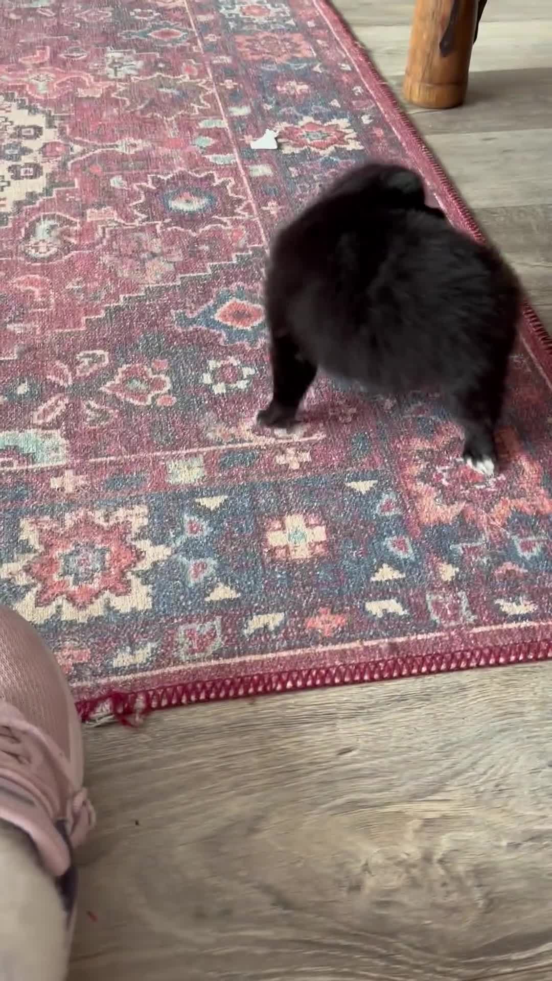 Pomchi dogs for sale: Primrose’s precious pomchi babies - Video 1