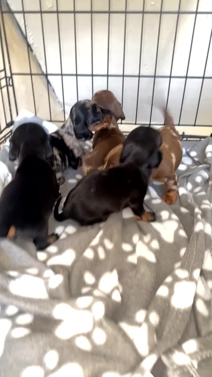 Miniature Dachshund dogs for sale: 🐾Rainbow Litter of Miniature Daschaunds🐾 in Orpington - Video 1
