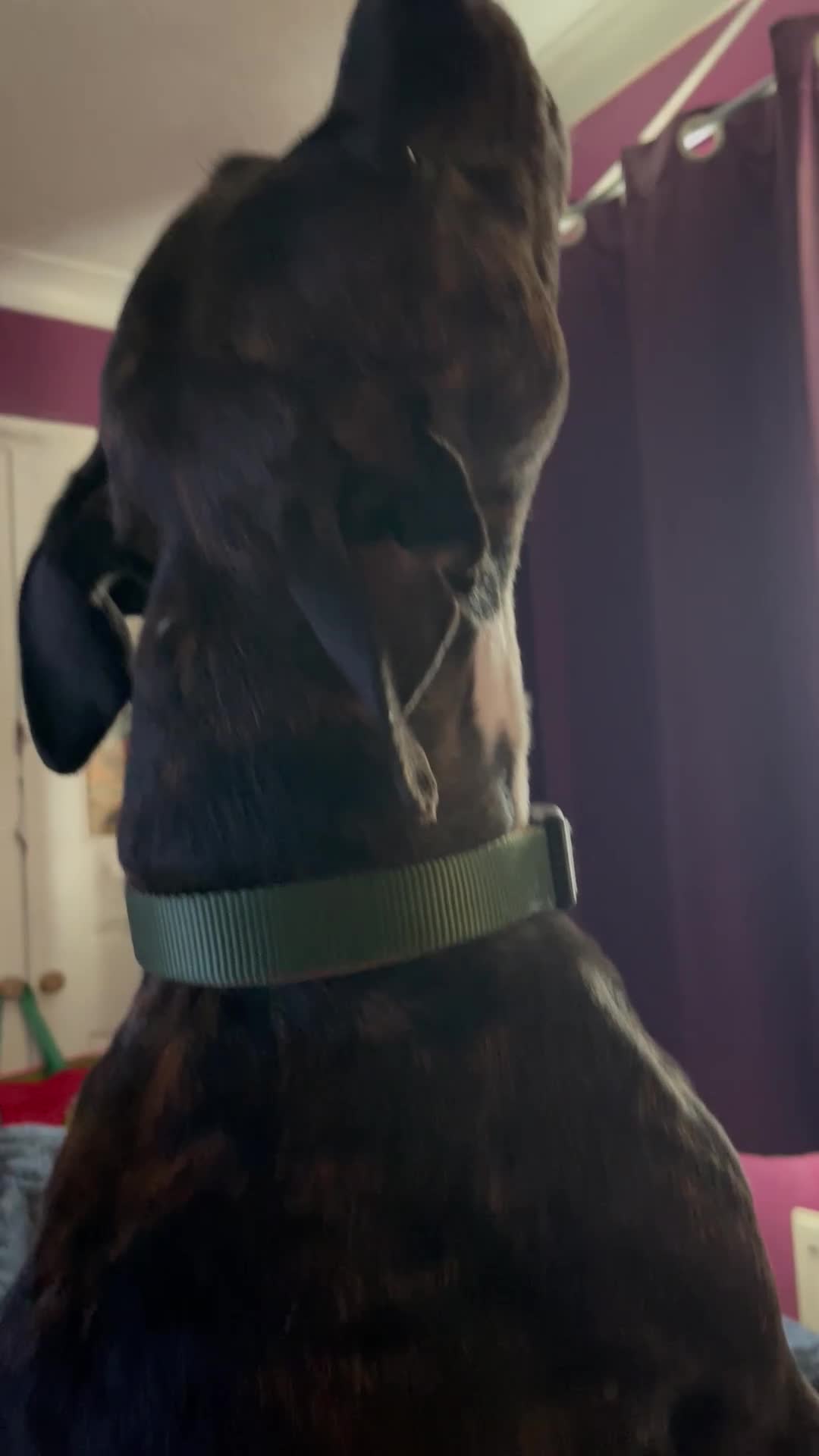 Mixed Breed dogs for sale: Marley the most loving dog - Video 1