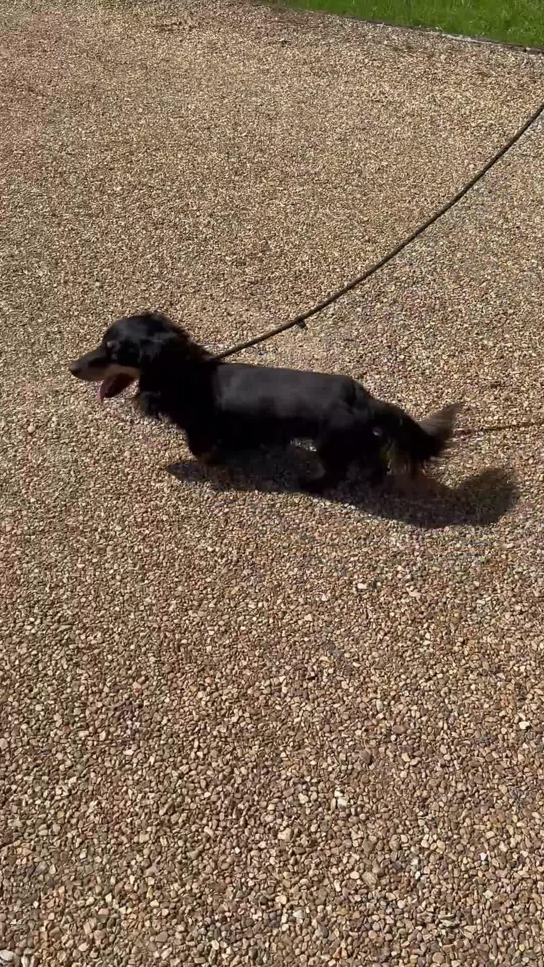 Miniature Dachshund dogs for sale: Silver dapple and tan longhaired boy - Video 1