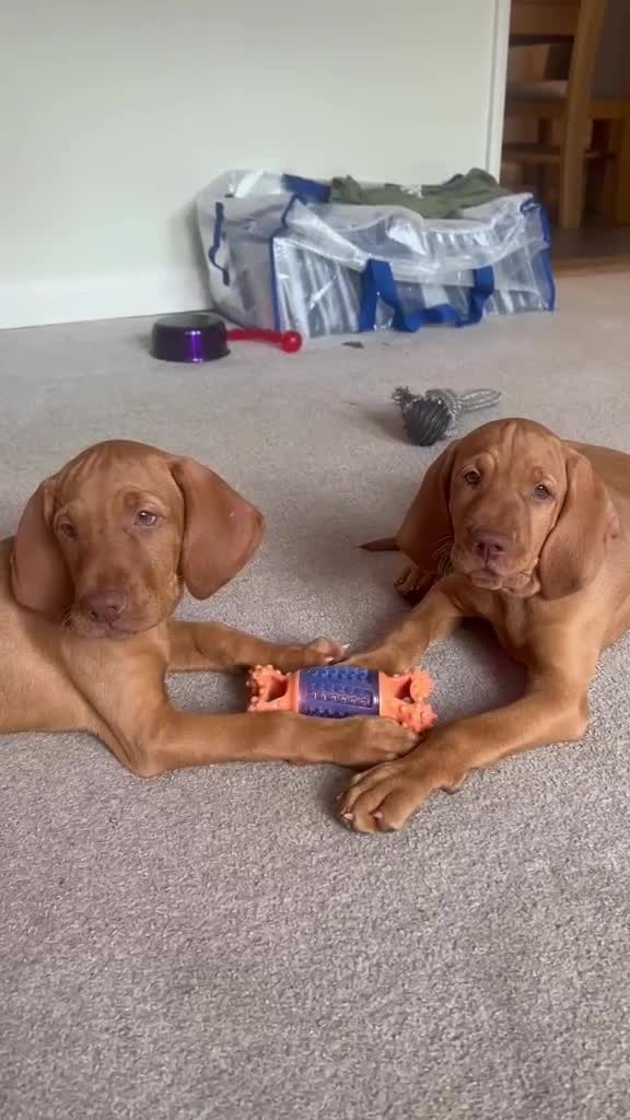 Hungarian Vizsla dogs for sale: Hungarian Vizslas - Video 3