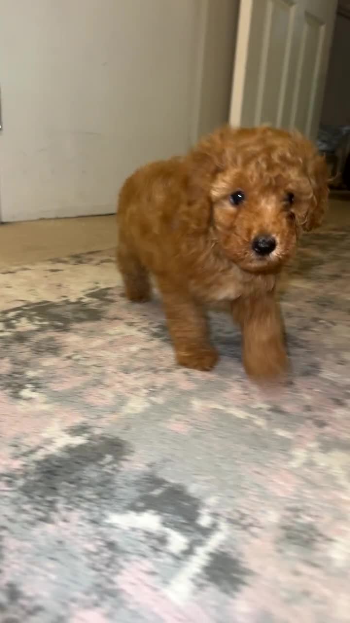Toy Poodle dogs for sale: Toy poodles deep red.  1 GIRL LEFT! - Video 4