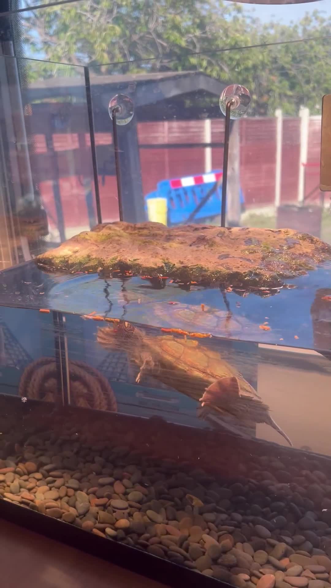 Turtle reptiles for sale: Mississippi Turtle - Video 3