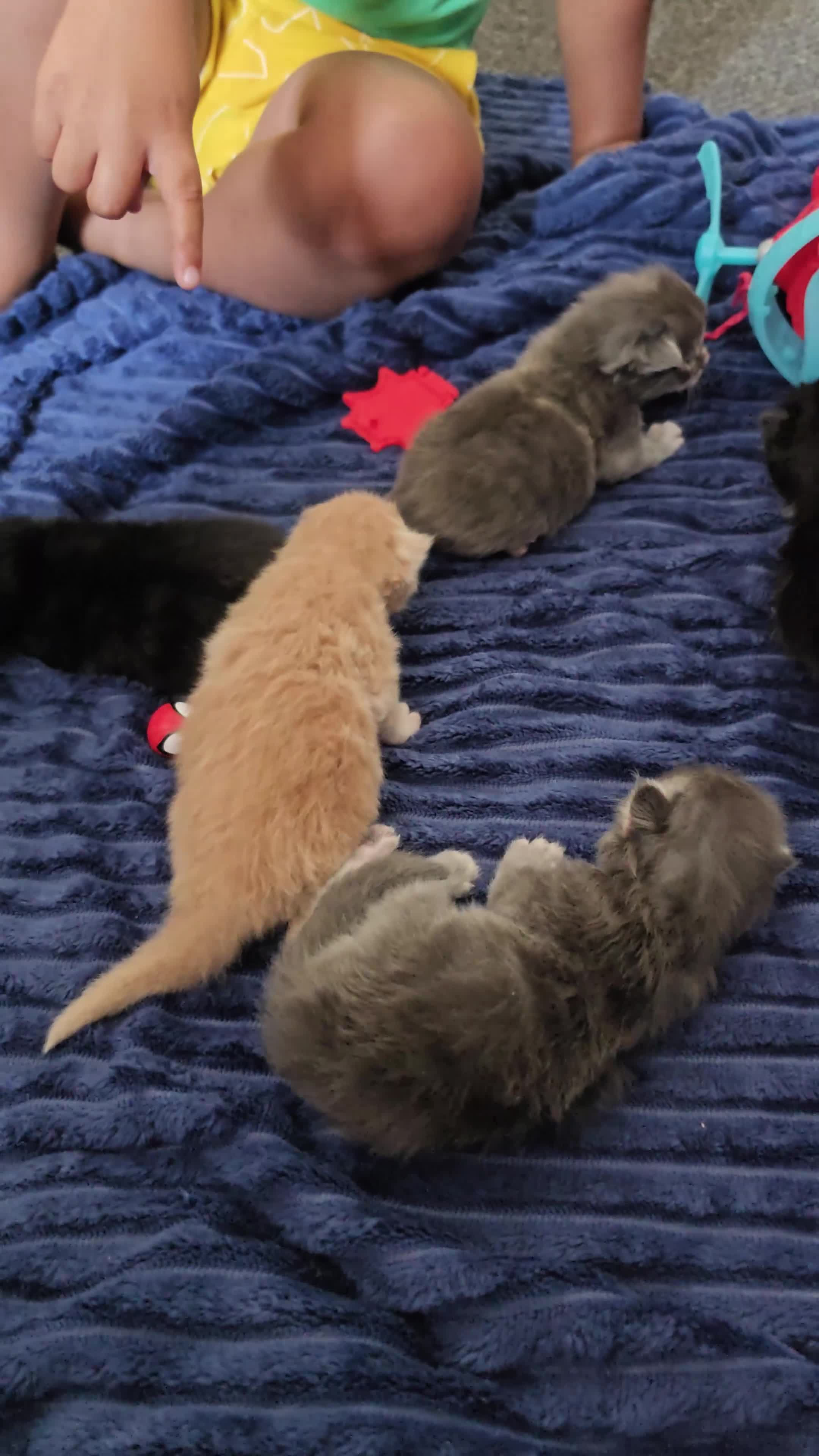 Maine Coon cats for sale:  Maine Coon Kittens Looking for Their newHomes 🐾 - Video 1