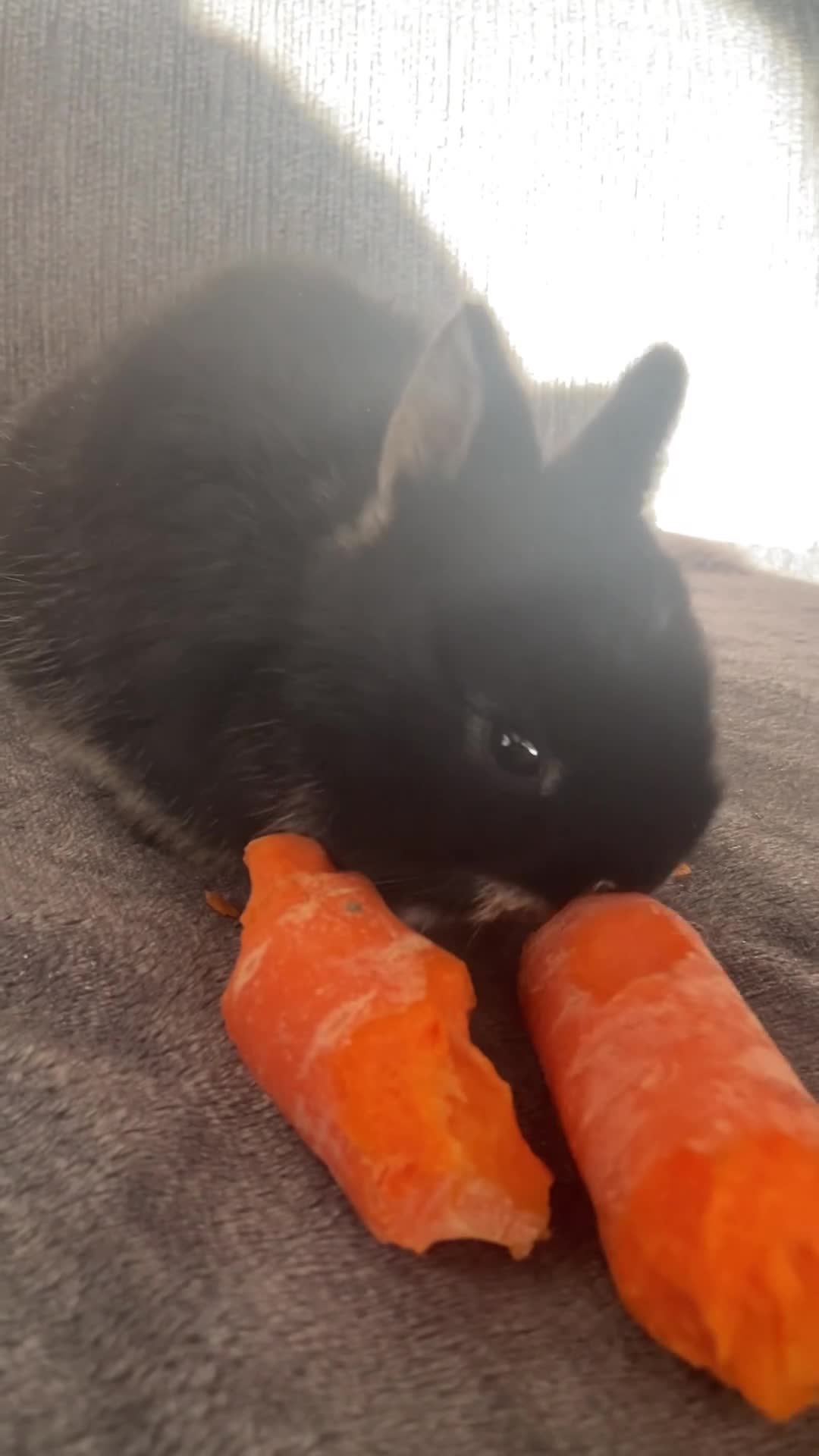 Lionhead rabbits for sale: Cutest Supersoft Double mane lion head  - Video 2
