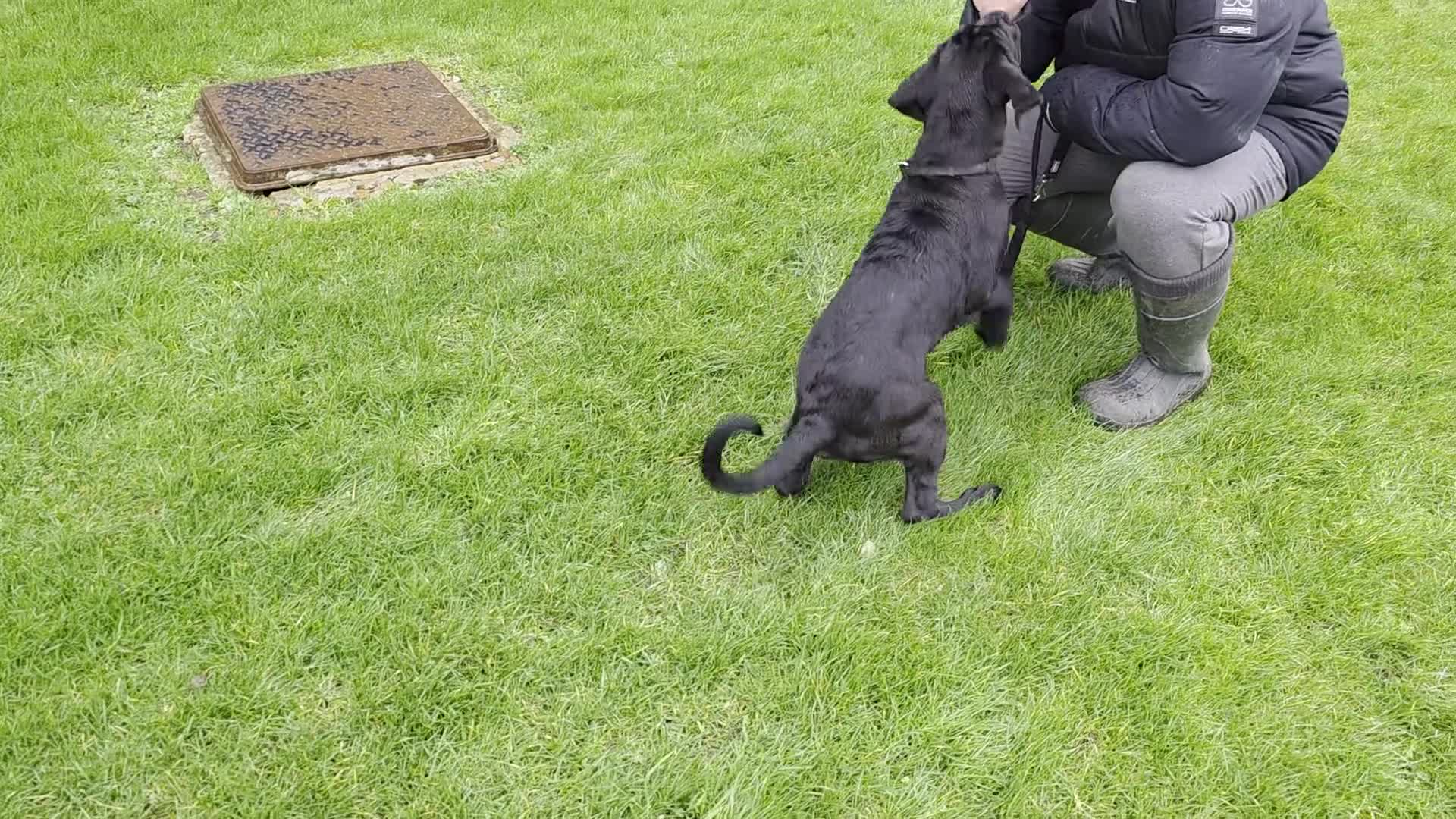 Cane Corso dogs for sale: ⭐️Cane Corso Pups⭐️Pure Championship Genes🏆 - Video 4