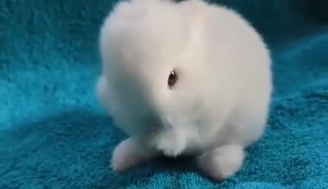 Mini Lop rabbits for sale: BEAUTIFUL MINI LOP BUNNIES - PEDIGREE  - Video 2