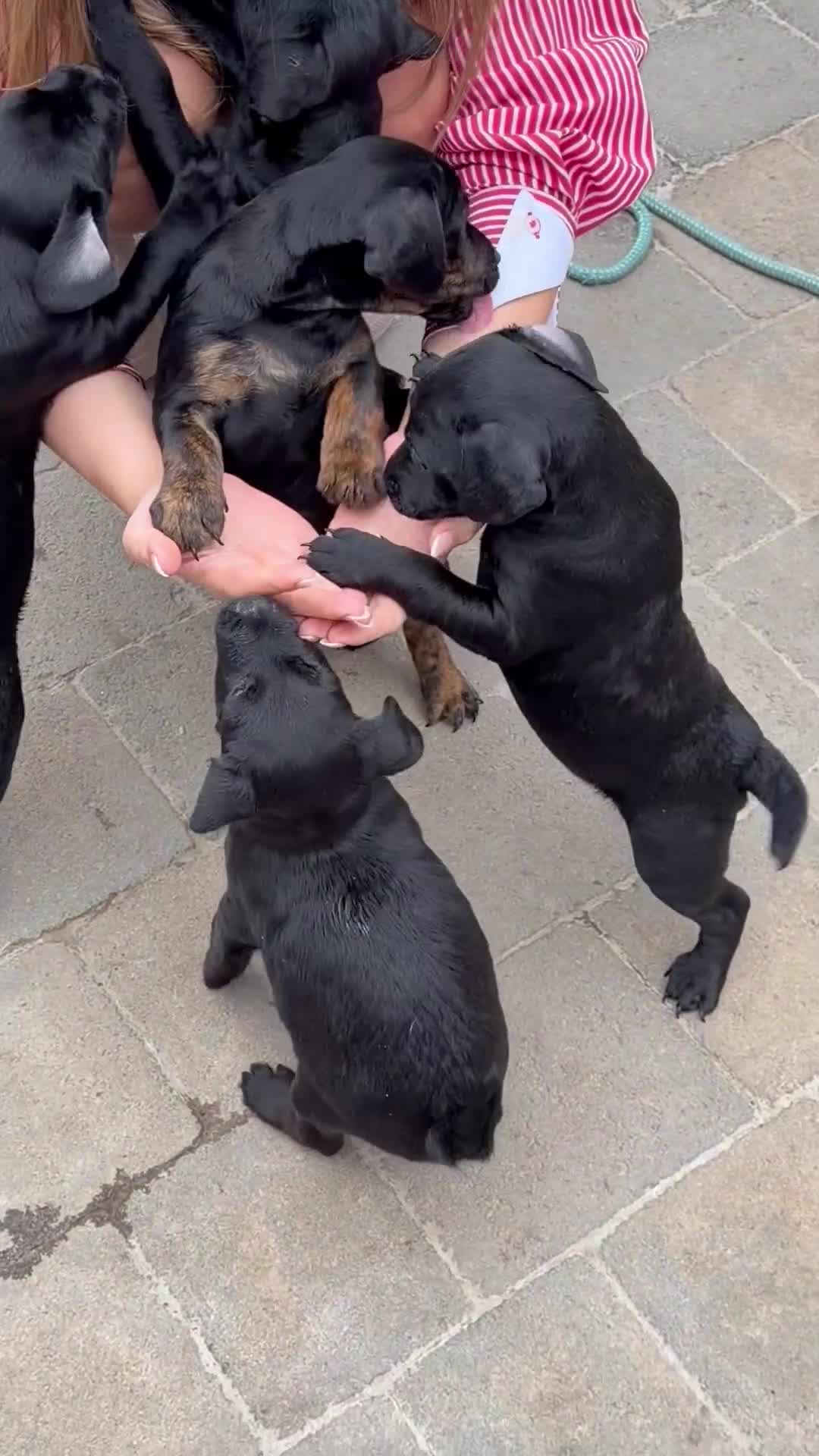 Patterdale Terrier dogs for sale: 3 patterdale terriers puppies available  - Video 3