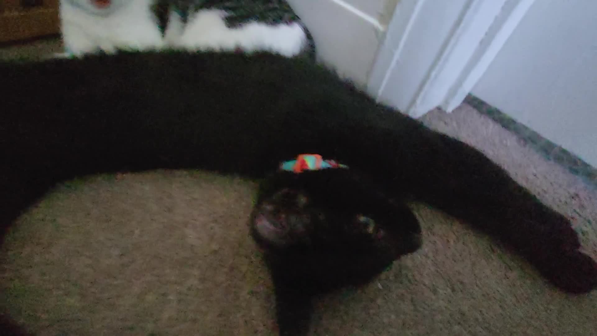 Mixed Breed cats for sale: gorgeous female kittens  - Video 3