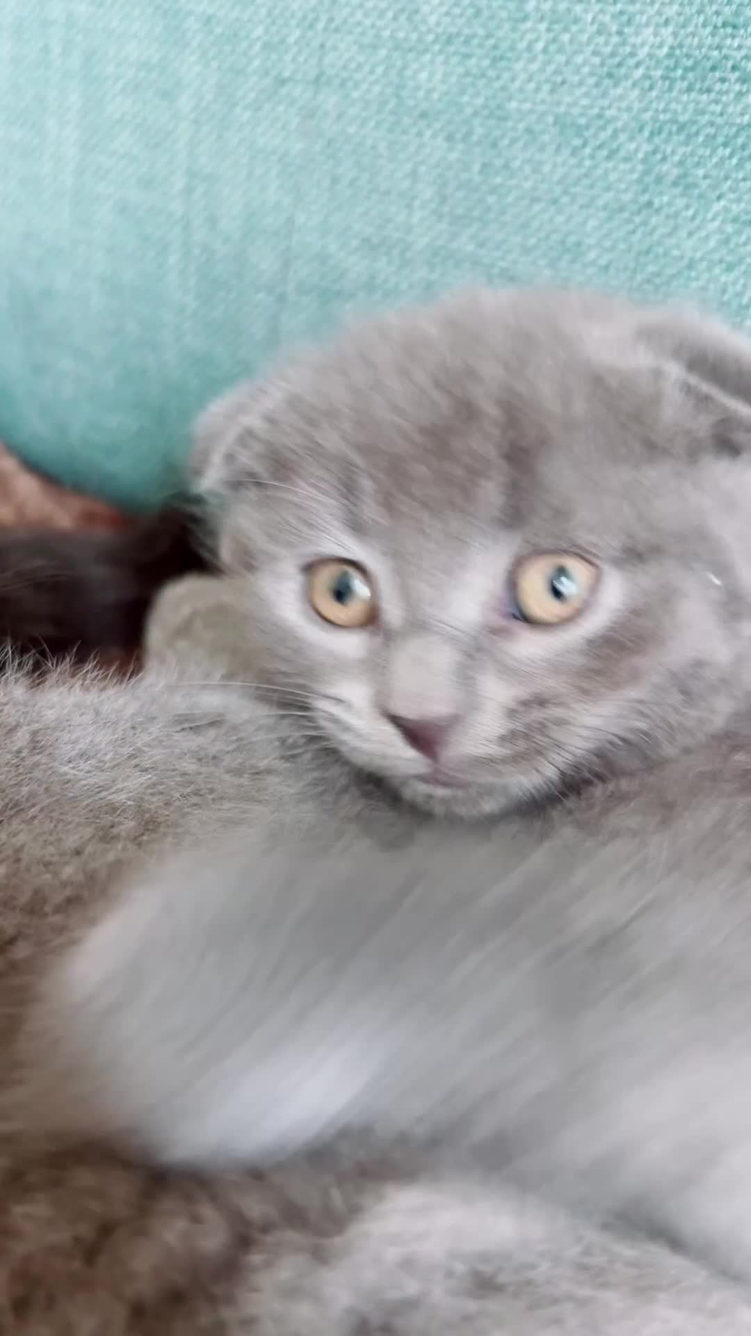 Scottish Fold cats for sale: Scottish-fold Kittens   - Video 2