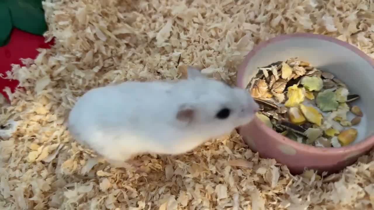 Hamster rodents for sale: Male Siberian dwarf hamster for sale  in London - Video 3