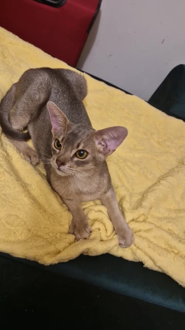 Abyssinian cats for sale: Beautiful blue boy 💙 - Video 1