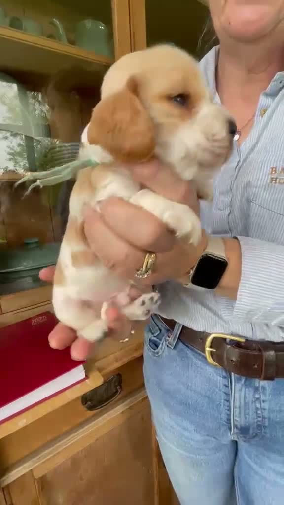 Cocker Spaniel dogs for sale: Health tested parents orange roan show type  - Video 2