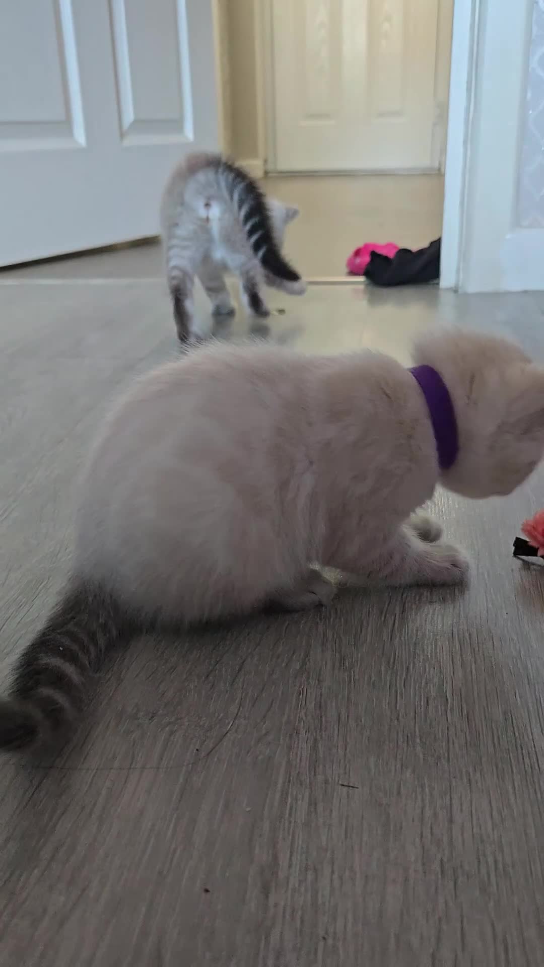 Bengal cats for sale: 🌟 LAST 2 !!  Stunning seal lynx (snow) - Video 1
