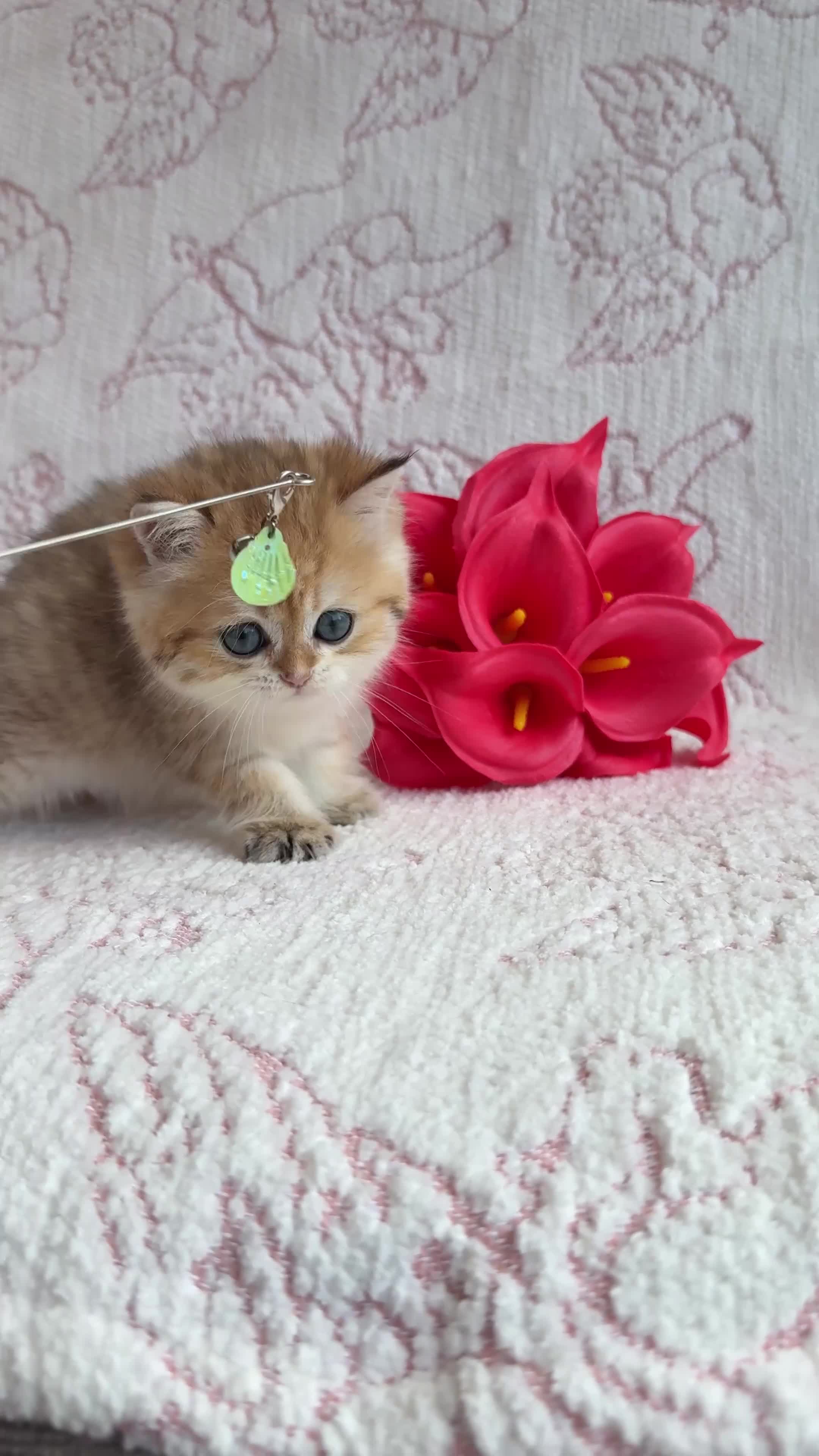 British Shorthair cats for sale: British shorthair available 🦁 - Video 4