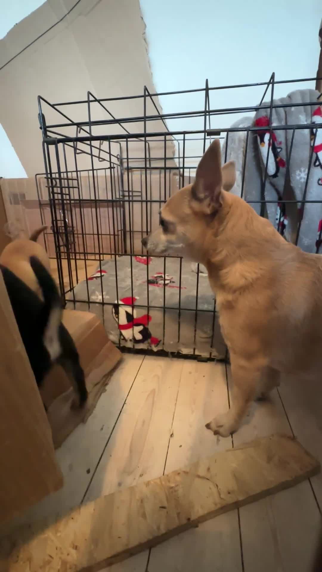 Chihuahua dogs for sale: 2 male puppies Ready to go  - Video 1