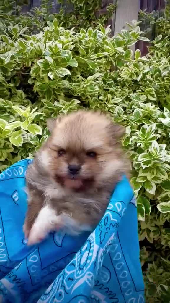 Pomeranian dogs for sale: Pomeranian Unique colour boys  - Video 3
