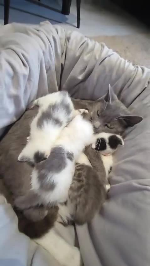 Russian Blue cats for sale: Russian blue cross - Video 1