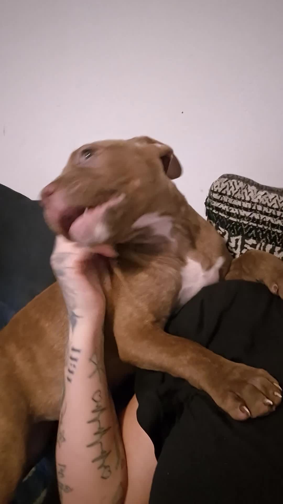 Mixed Breed dogs for sale: Female cane corso/staffy - Video 1