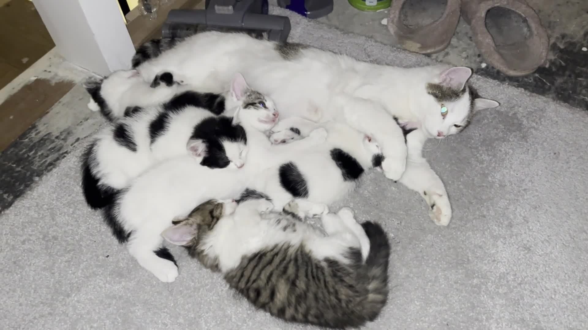 Domestic Shorthair cats for sale: Very Playful, Friendly & Mischievous Kittens! in Bradford - Video 1