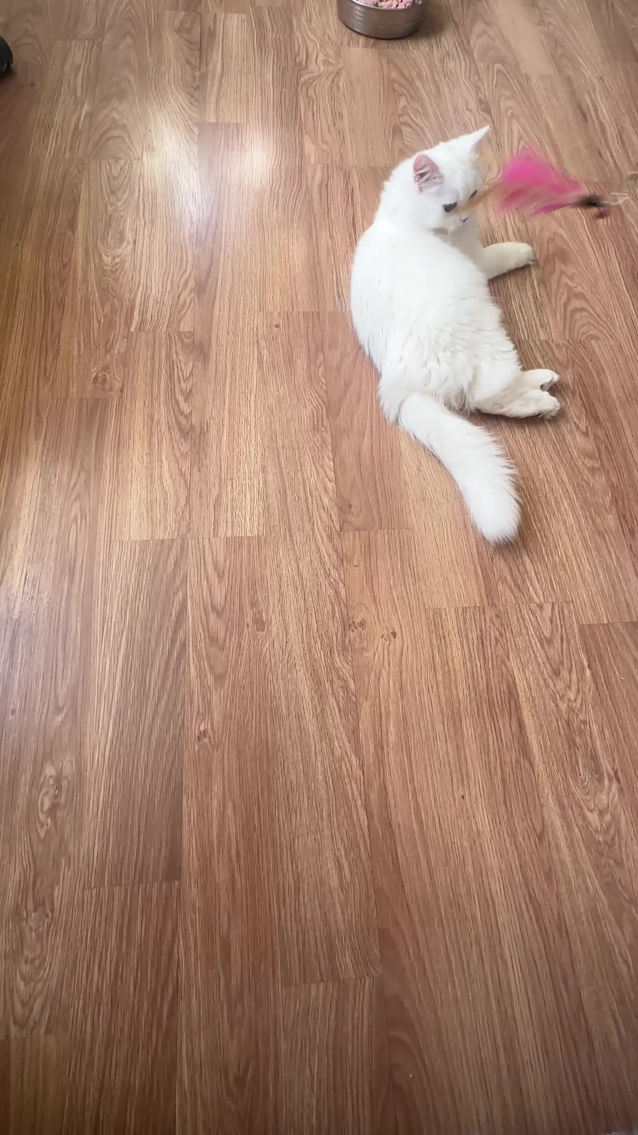 British Shorthair cats for sale: Gorgeous British Longhair & Shorthair Kittens - Video 1