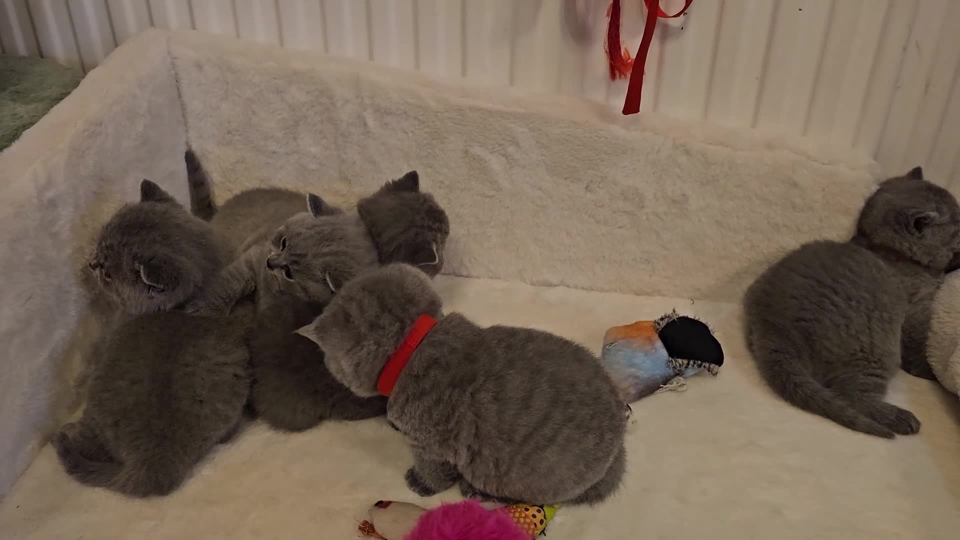 British Shorthair cats for sale: Blue&Lilac British Shorthair  - Video 2