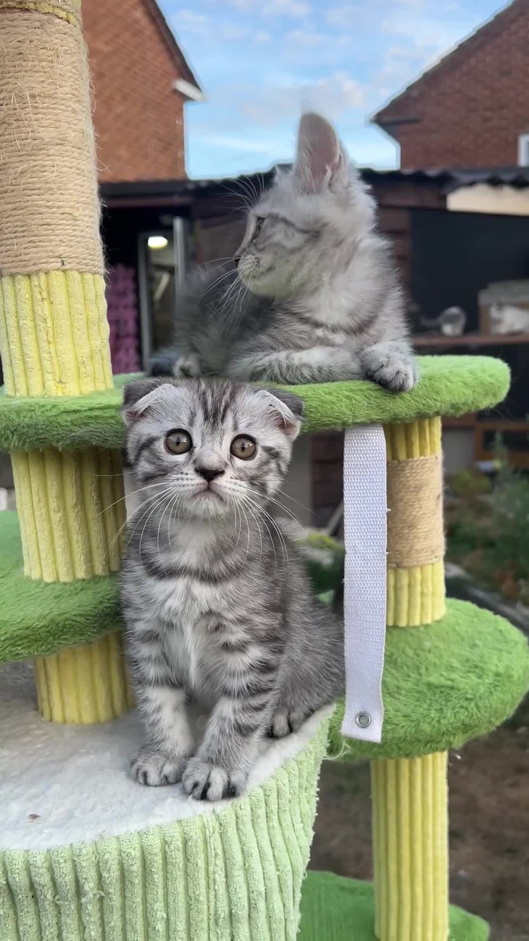 British Shorthair cats for sale: ❤️British shorthair Fold&Maine Coon ❤️ - Video 4