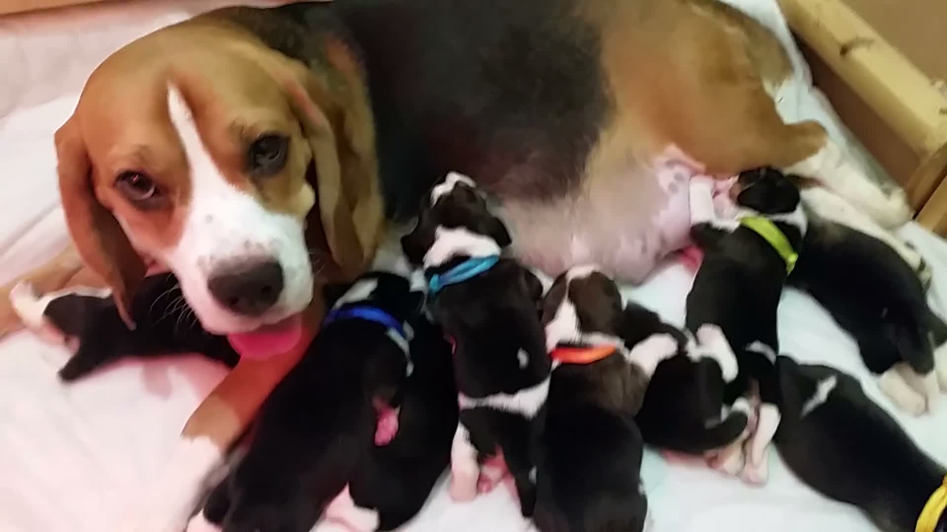 Beagle dogs for sale: 6TH Generation Beagles. - Video 2