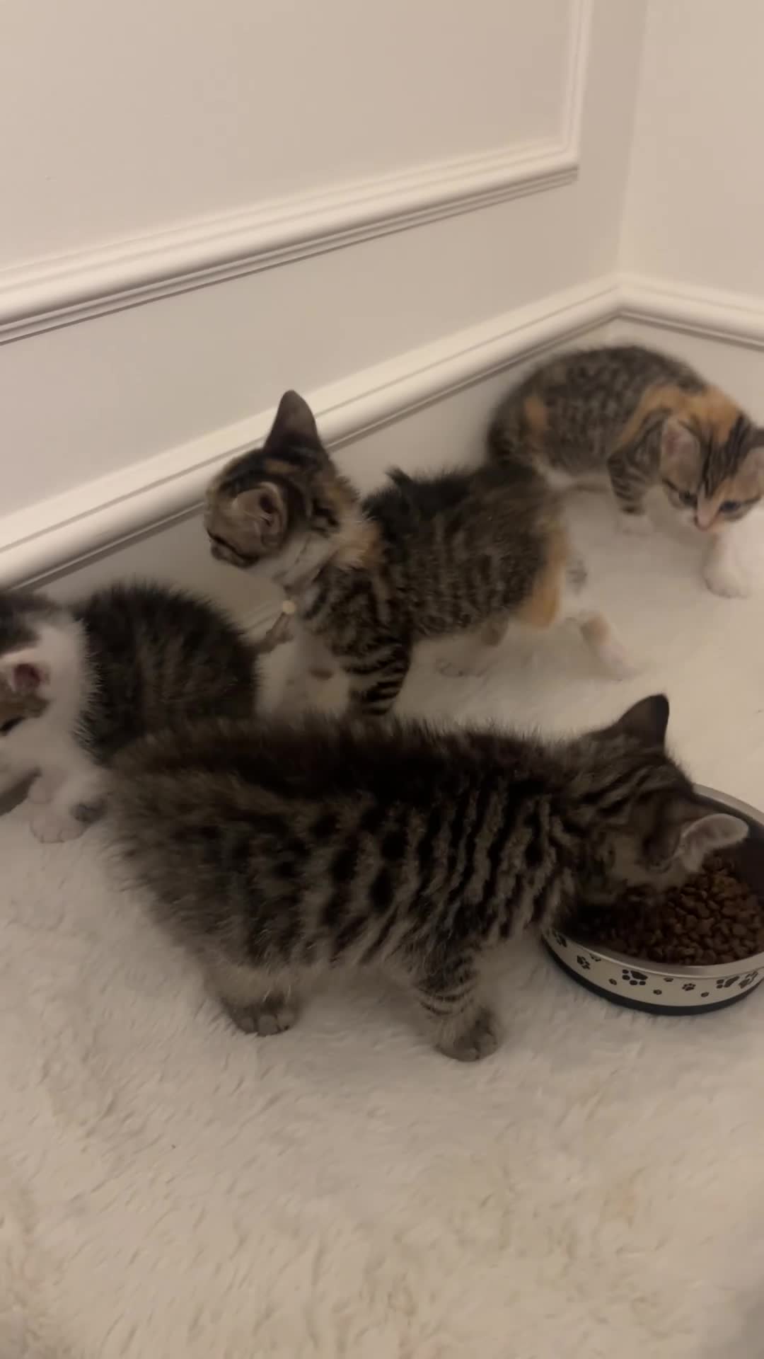 Mixed Breed cats for sale: Kittens Looking for Their Forever Homes MIXED BSH in London - Video 2