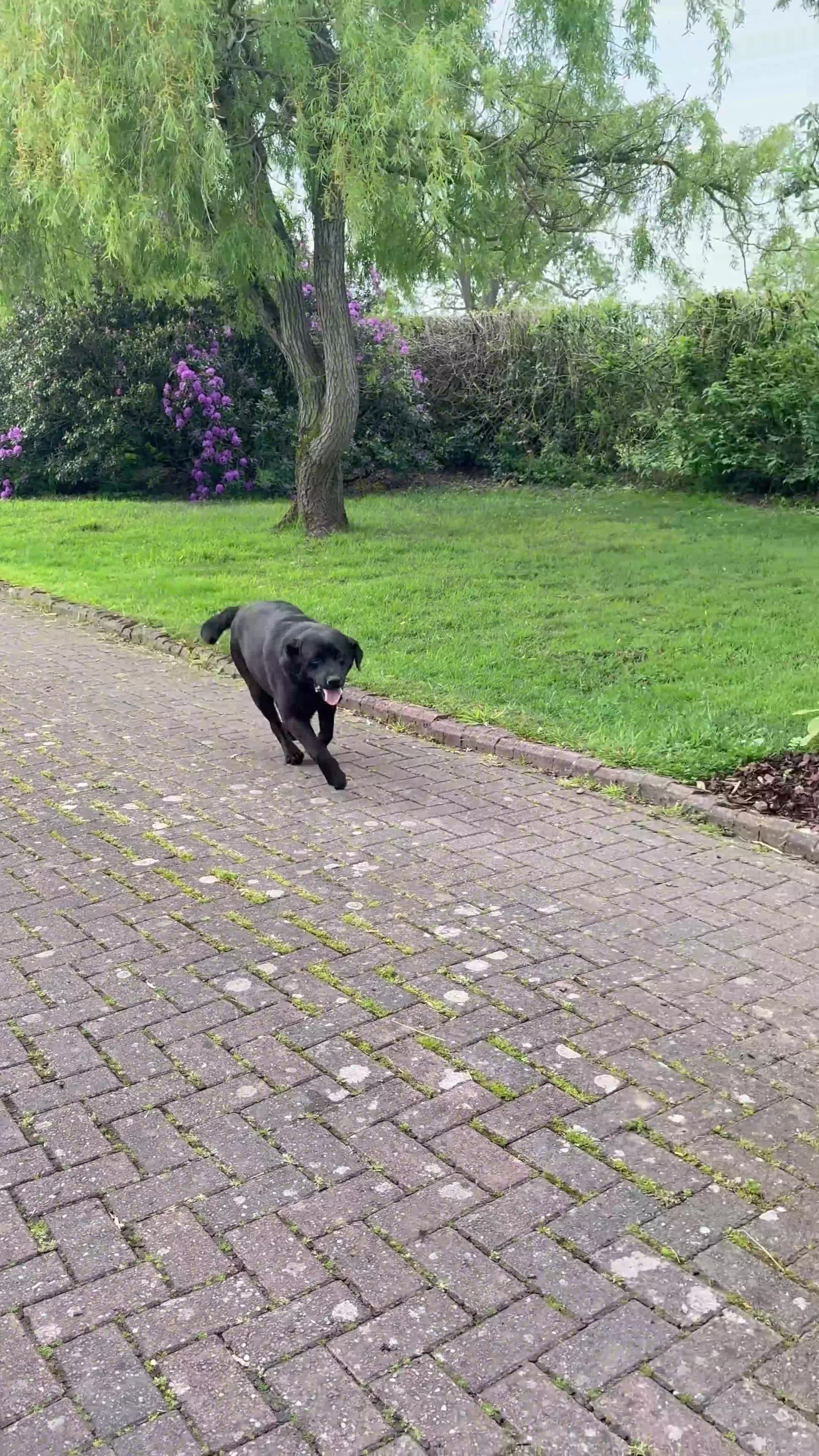 Labrador Retriever dogs for sale: 5 year old black Labrador  - Video 1
