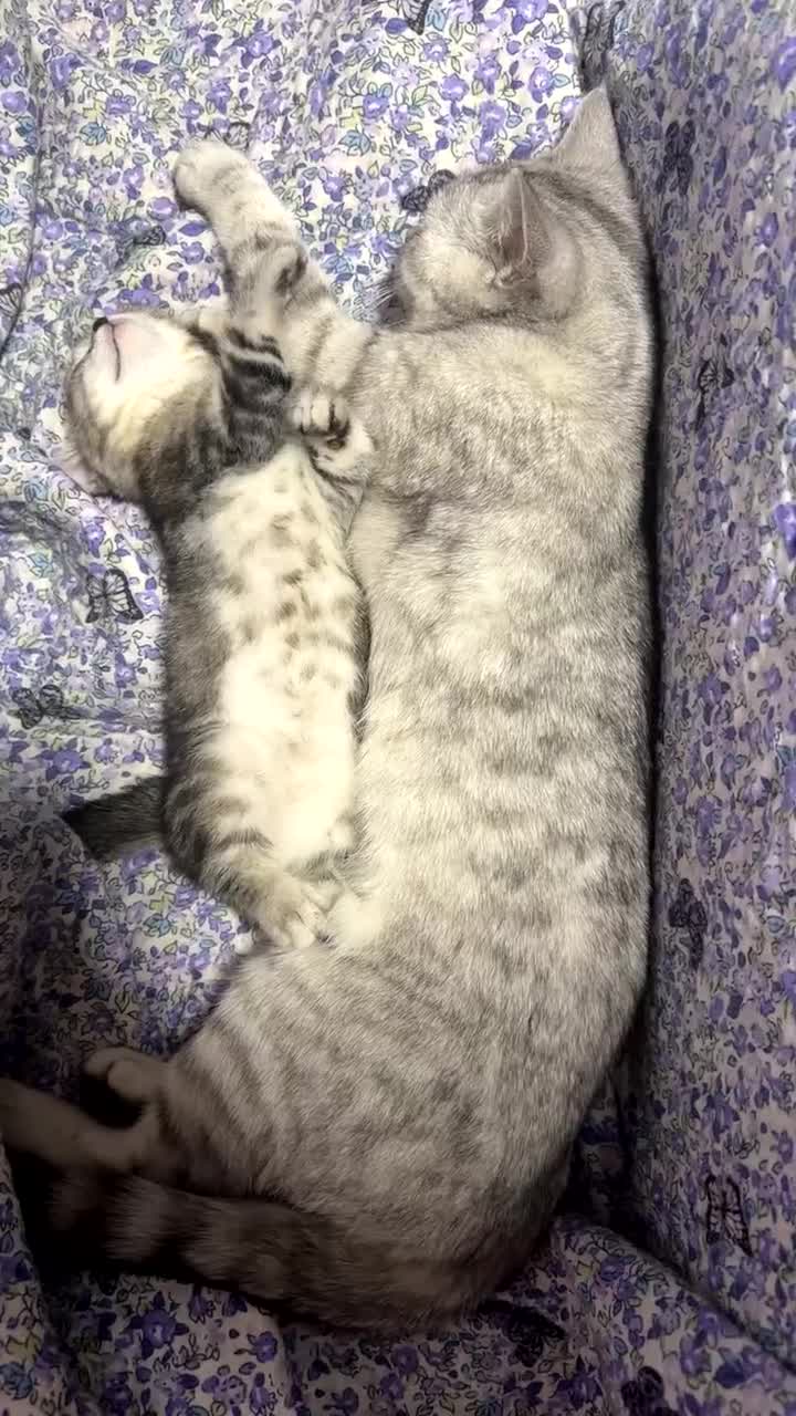 British Shorthair cats for sale: Mom and baby boy - Video 4