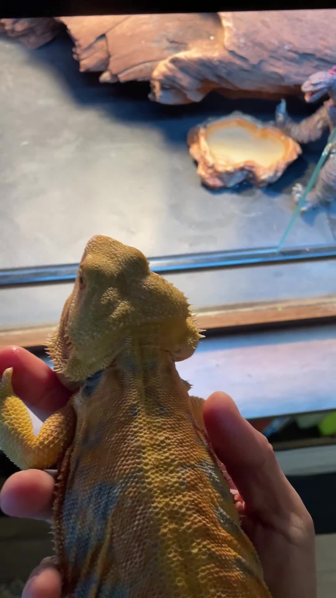 Bearded Dragon reptiles for sale: Bearded Dragon+Set - Video 1