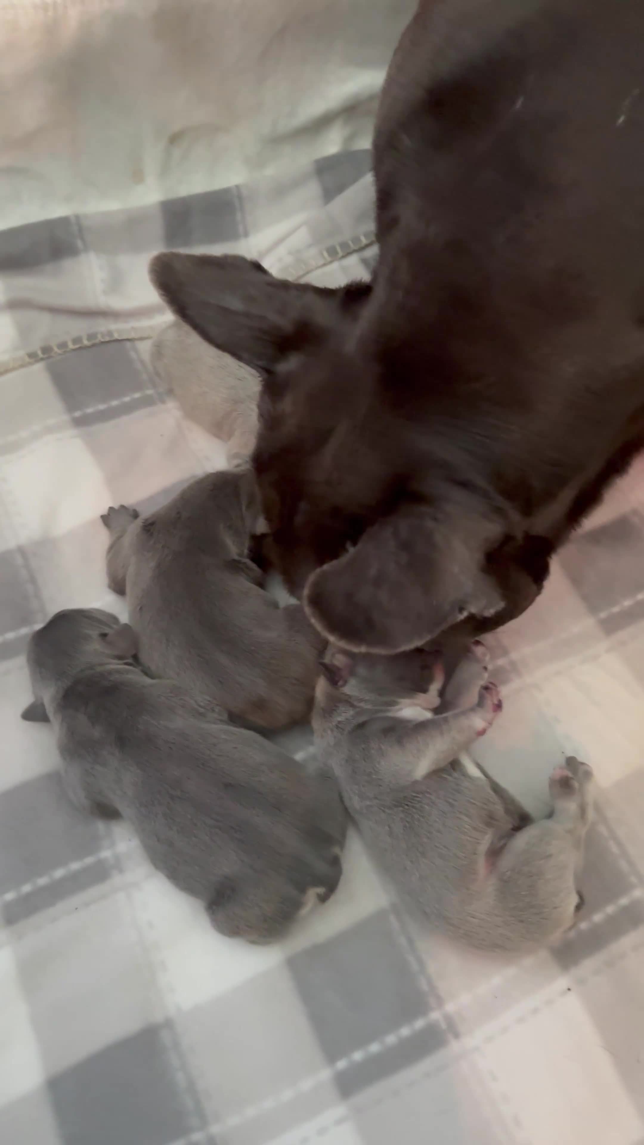 French Bulldog dogs for sale: French bull dog puppies - Video 1