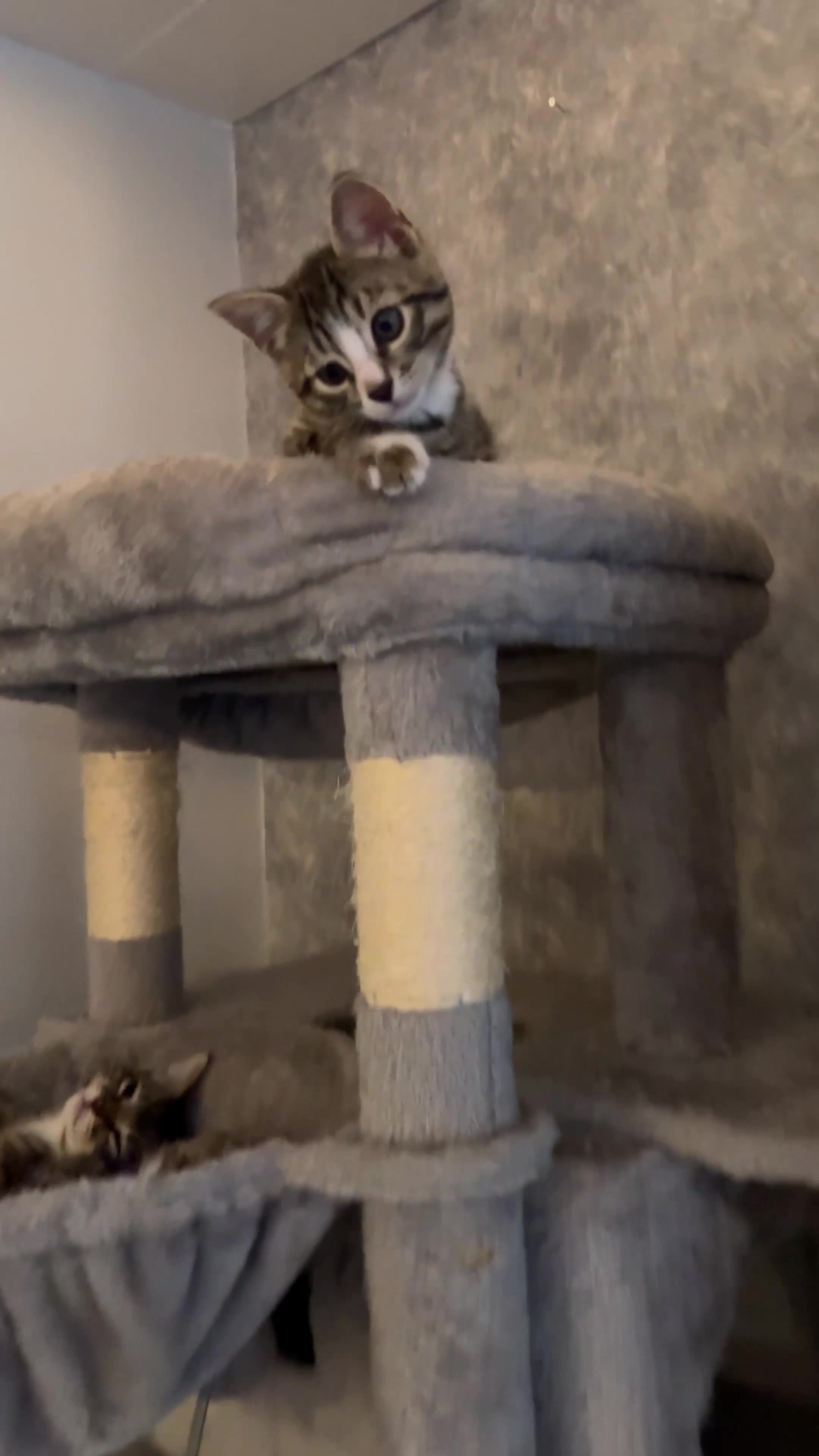 Bengal cats for sale: 4 x Beautiful Male Bengal Cross - Video 2