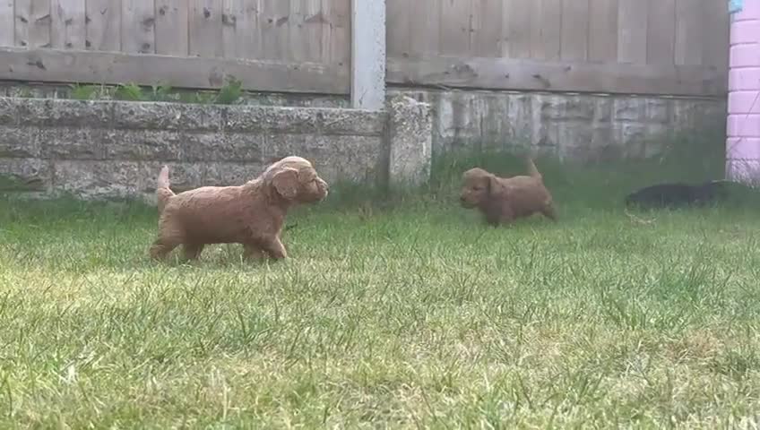 Cockapoo dogs for sale: 7 beautiful miniature cockapoos  - Video 1