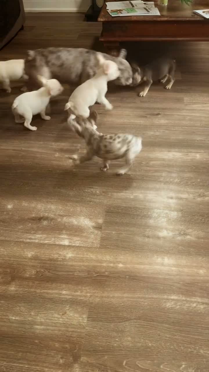 French Bulldog dogs for sale: Beautiful French bulldogs - Video 1