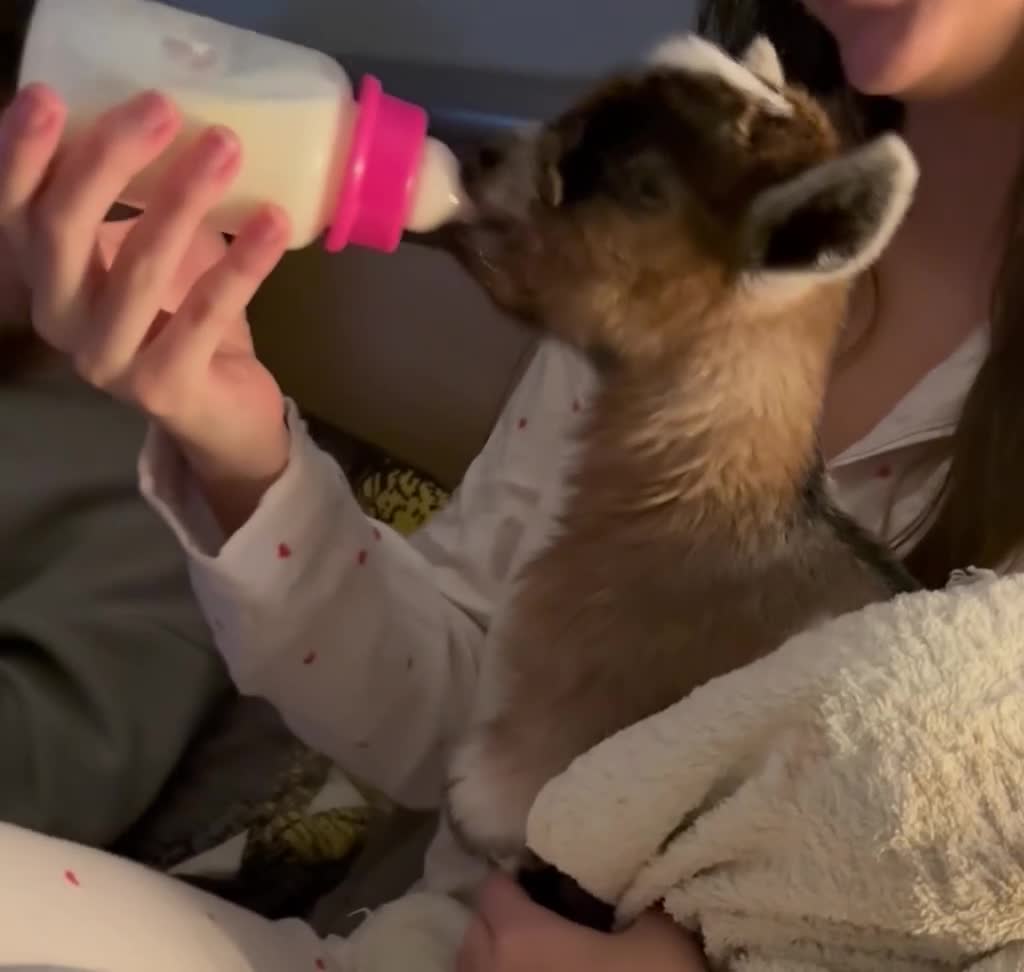 Goats livestock for sale: ADORABLE TINY BABY PYGMY GOATS  - Video 1