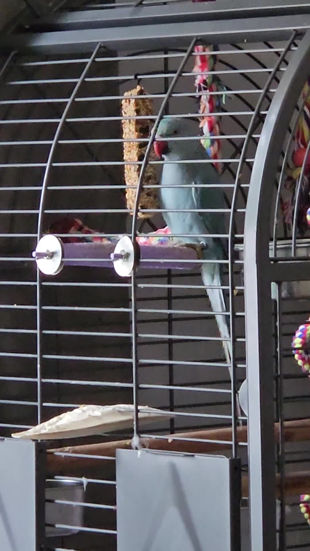 Ringnecks birds for sale: Rindian ring neck for sale  - Video 1