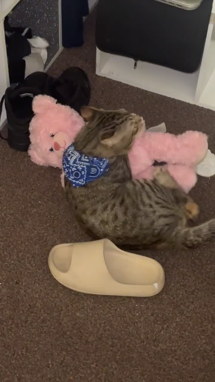 Bengal cats for sale: Male f2 bengal for sale  - Video 2
