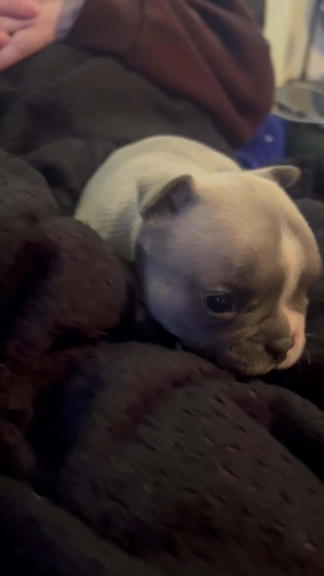 Mixed Breed dogs for sale: Adorable Frenchton Puppies! 🐾 in Daventry - Video 1