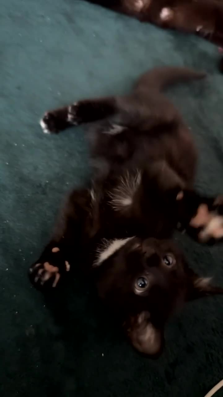 Domestic Shorthair cats for sale: Friendly playful kittens looking for a loving home - Video 2