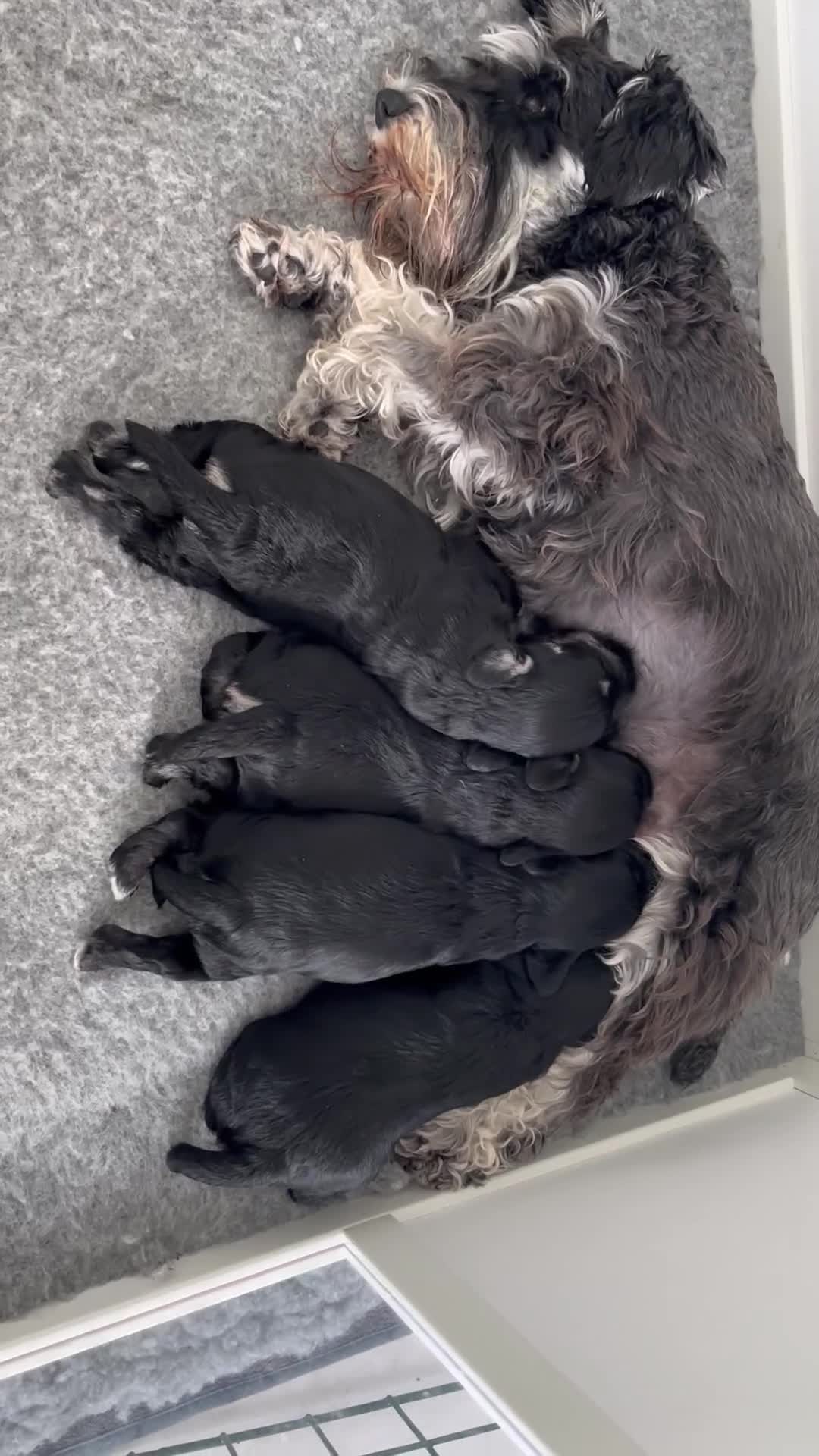 Miniature Schnauzer dogs for sale: Adorable black n silver Mini Schnauzer  - Video 1