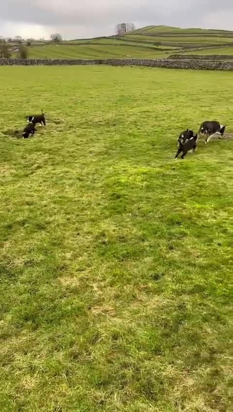 Border Collie dogs for sale: Two male collie puppies  in Skipton - Video 1