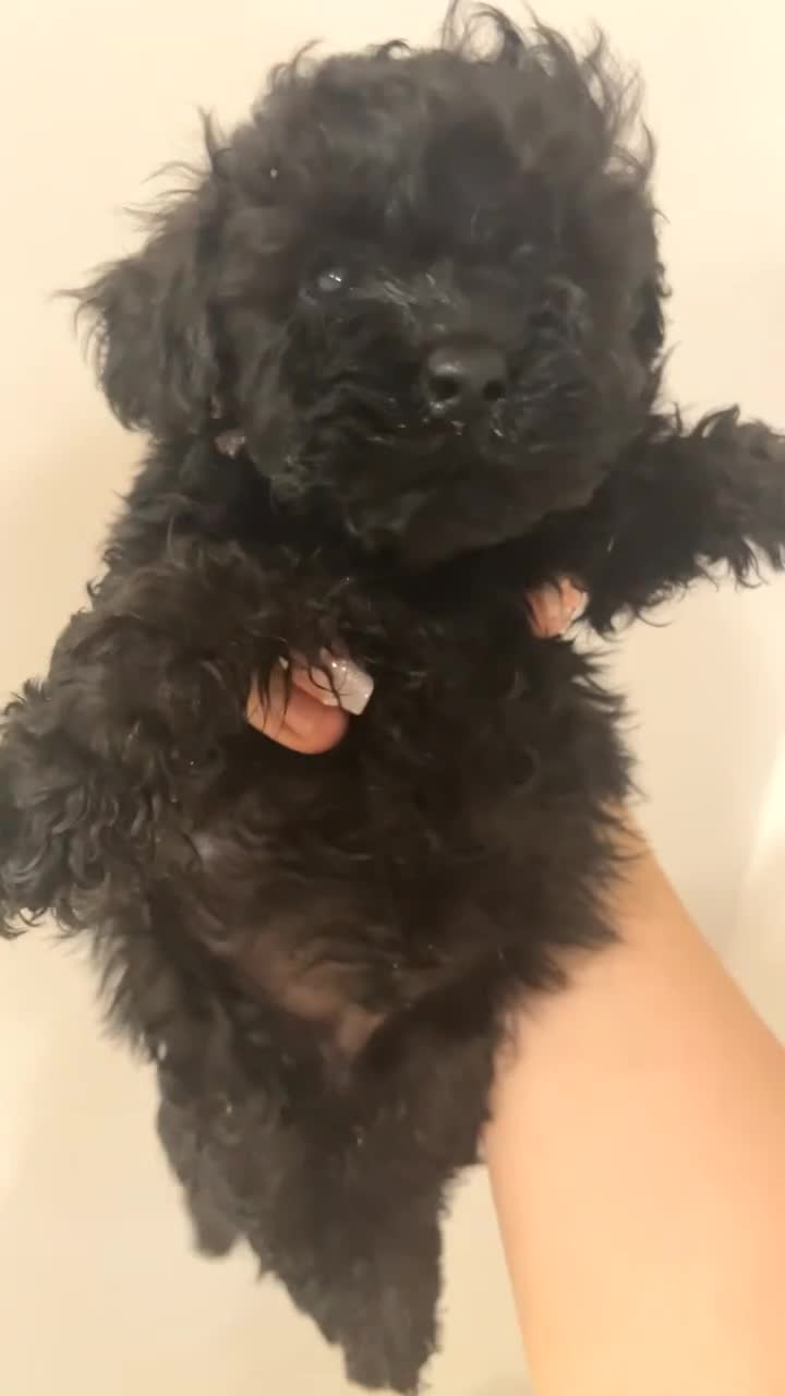 Cavapoo dogs for sale: Toy Cavapoo Puppies - Rare Teddy Bear Type - Video 2