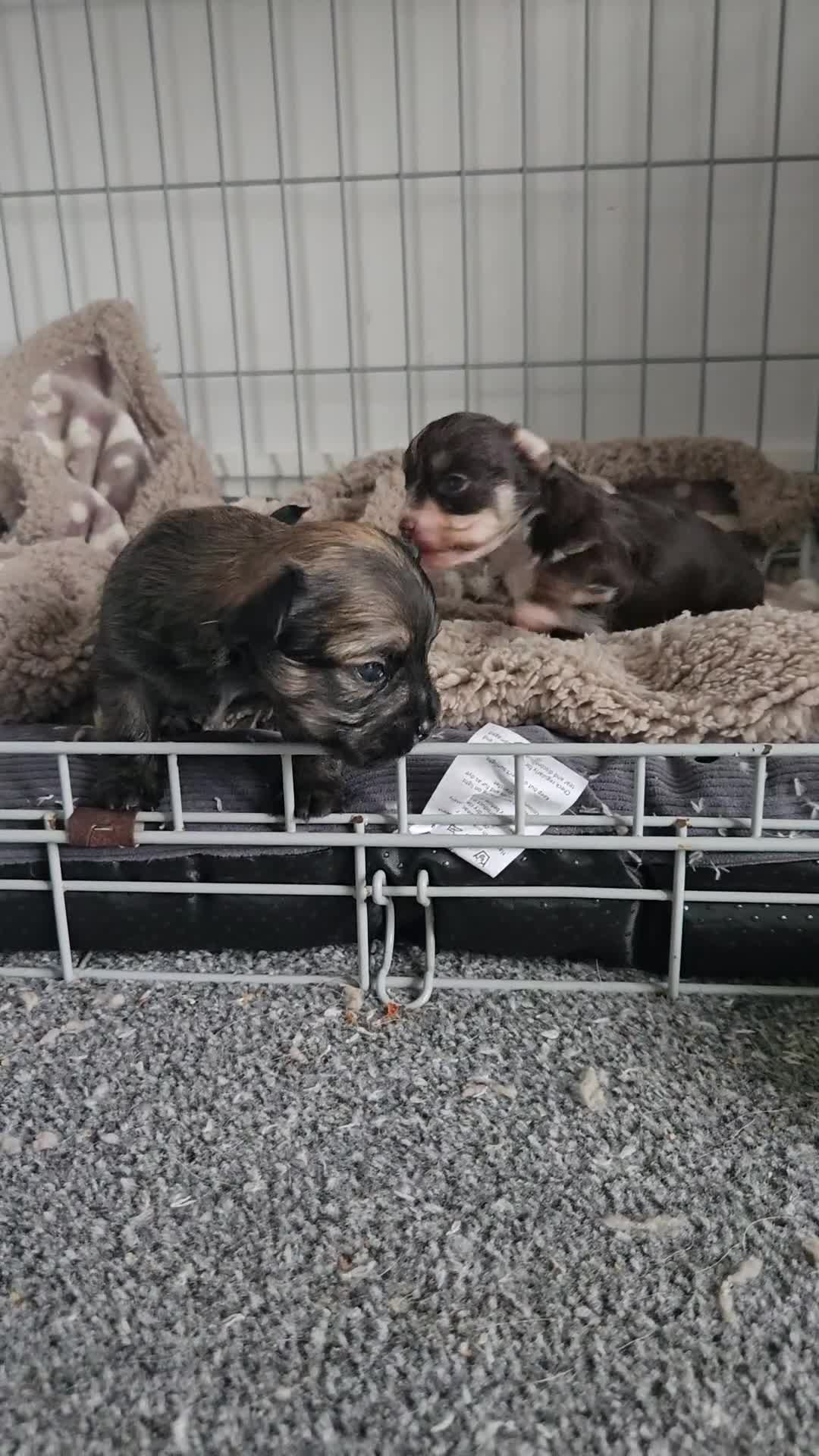 Mixed Breed dogs for sale: Mixed breed male pups - Video 1