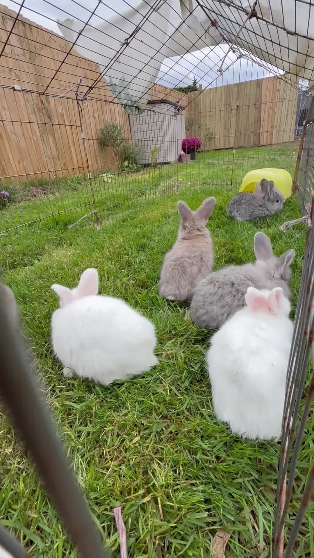 French Lop rabbits for sale: 8 Stunning Giant French lop x mini lop babies  - Video 1